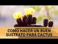 Cactus: sustrato básico