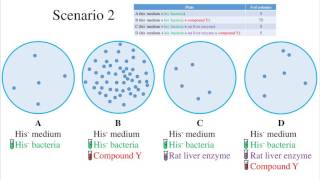 Download Ames Test For Mutagenicity Video MP3 Ames Test For Mutagenicity