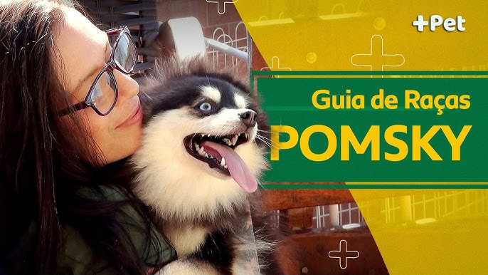 TUDO SOBRE A RAÇA LULU DA POMERÂNIA, DE FILHOTE A ADULTO 