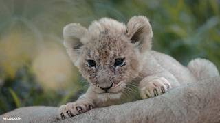 SafariLIVE Sunrise - 11 April 2026 Details