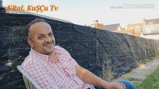 TAKLACI GÜVERCİN OYUN KUŞU KAYSERILI MAHMUT KABOOTAR TAUBEN PIGEONS PALOMAS कबूतर الحمام 鴿子 ハト