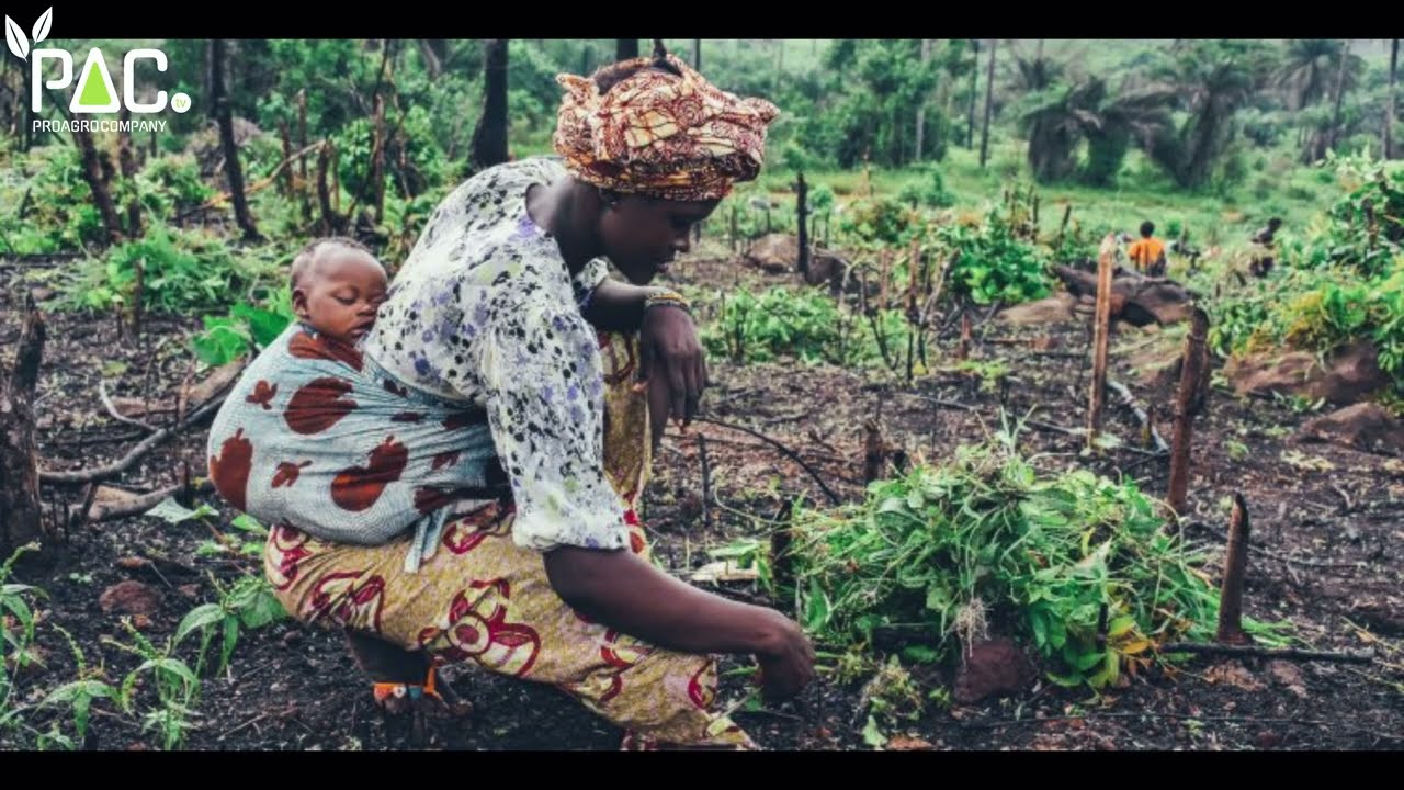 O POTENCIAL AGRÍCOLA DE ANGOLA: Conheça as 5 Províncias que Podem Alimentar a Nação!