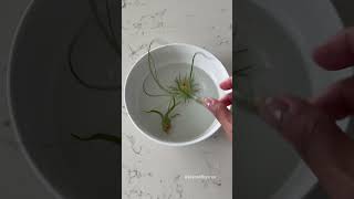 AIR PLANTS CARE TIPS. soak in water for ateleast 30 minutes once a week #airplants #plantcaretips