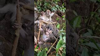 #babymonkey playing with the leafs while #mom is #breastfeeding and enjoying #social #grooming