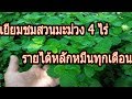 ทางเลือกใหม่ ! ปลูกผักใต้ต้นมะม่วง 4 ไร่ รายได้หลักหมื่น ทุกเดือน [เกษตรสวนหลังบ้านสัญจร]