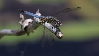 Dragonfly - Blue Dasher Male - 4K