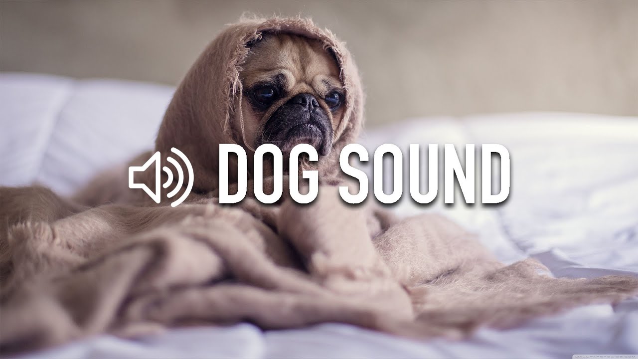 dog sounds dog dog sound effect puppy barking dog dog sound
