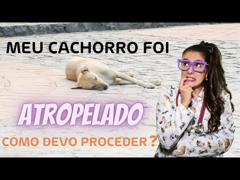 Vídeo: O Que Fazer Se Seu Cachorro For Atropelado Por Um Carro