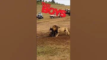 Lion vs Lioness Hunting - The Boys Meme। Facts Phylum #lion #shorts #sho