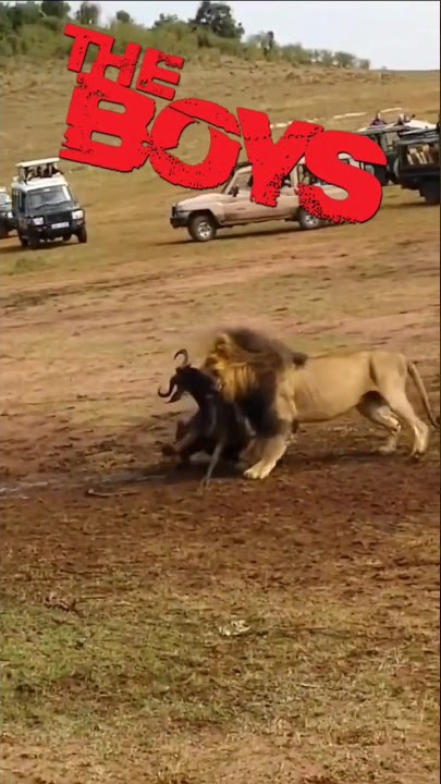 Lion vs Lioness Hunting - The Boys Meme। Facts Phylum #lion #shorts #sho