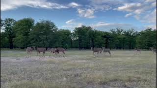 Kudu&#39;s in Liwonde National Park plus a surprise at the end
