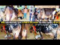 देखिए Kalu Bhai Dairy farm पर बिक्री के लिए उपलब्ध Top Udder Quality की गाय👌/ Cow Available For Sale