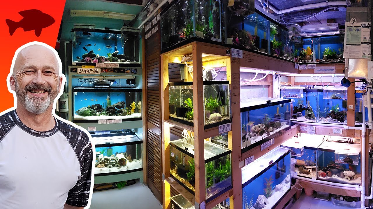 dwarf cichlids with neon tetras Nono Tank Fish Room tour | Fish Breeding Room Setup