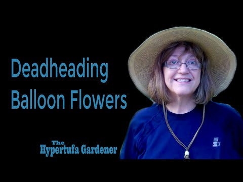 ვიდეო: Do Balloon Flowers Need Deadheading – ისწავლეთ როგორ გააკეთოთ Deadhead Balloon Flowers