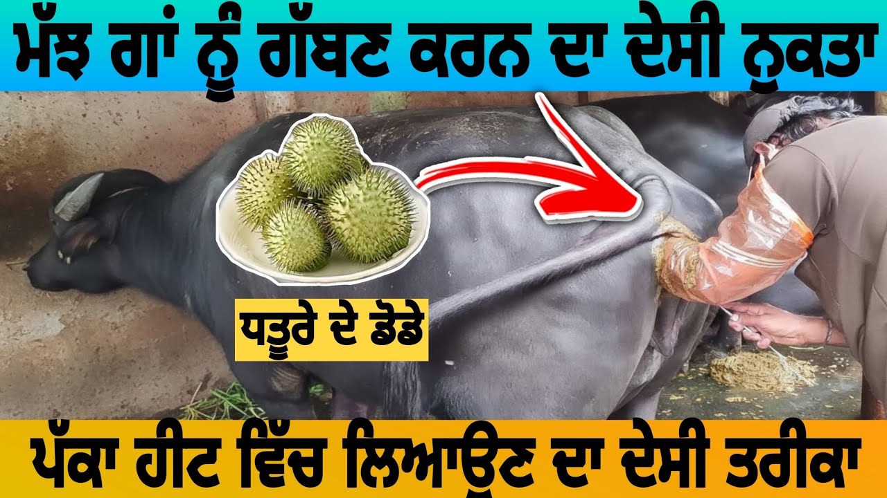ਮੱਝਾਂ ਗਾਵਾਂ ਨੂੰ ਗੱਬਣ ਕਰਨ ਦਾ ਪੱਕਾ ਦੇਸੀ ਨੁਕਤਾ | ਹੀਟ ਚ ਲਿਆਉਣ ਦਾ ਆਸਾਨ ਤਰੀਕਾ