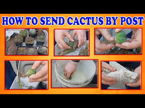 How To Send Cactus By Post Instructions For Cactus Receiver Sending Cactus Youtube