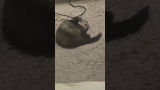 Pet vlogs: Dexter cleaning #pets #vlog #shorts #ferret