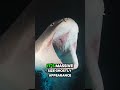 🦈 Megamouth Shark: The Rarest Shark on Earth! #shorts