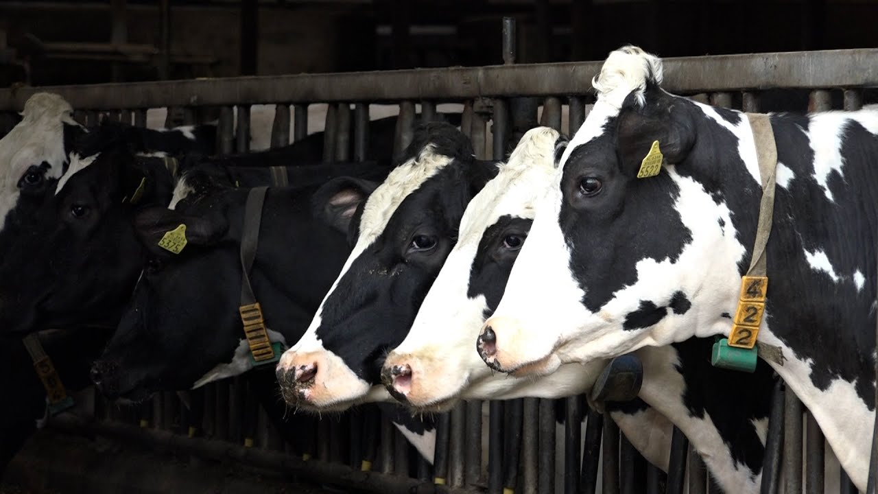 Holande: Ferma, me 550 krere, 250 gjedhe ne faze te mjeljes, ku brenda dites prodhohen 7500 litra