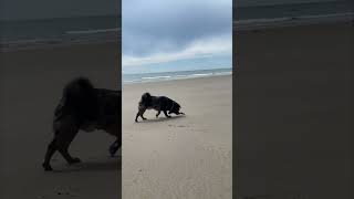 Puppy’s First Encounter with a Crab