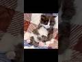 遊んでいる途中で急に眠くなって変な寝方になってしまった子猫 #shorts #もちぞう