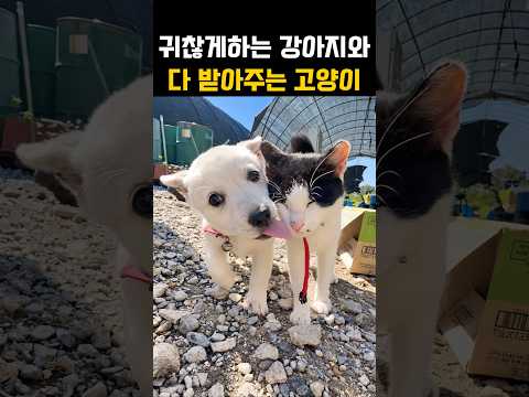 치근덕거리는 새끼강아지와 다 받아주는 고양이?! thumbnail