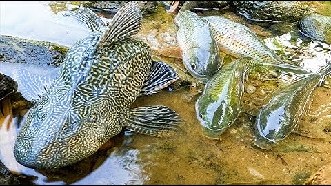 Bắt các loại cá nước ngọt, cá chép, cá sộp, cá trê, cá nheo, cá koi, cá nước ngọt, các loại cá