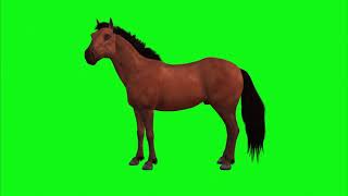 Horse 🐴 Green Screen | Free To Use | No Copyright Free | Free download |  Free Green Screen