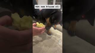 Napi Egy Alma Az Orvost Távol Tartja