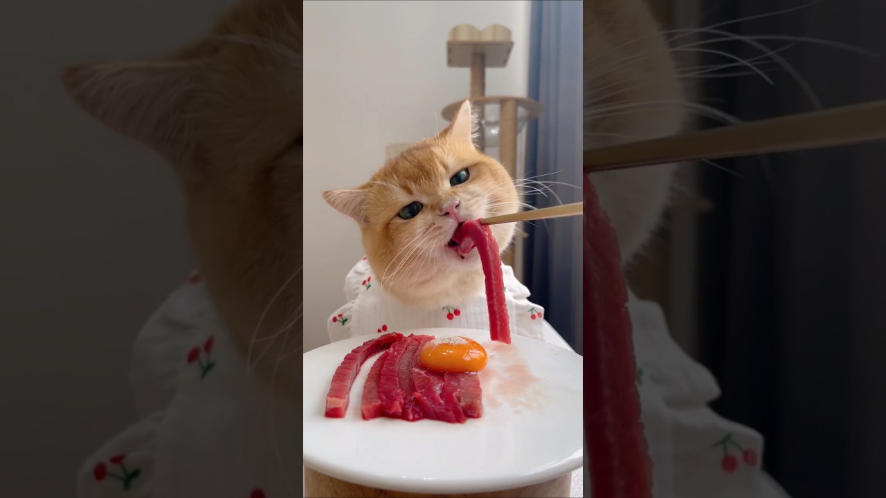 Cat eat meatslices🥩🦌🍳|ASMR Cat Mukbang 
