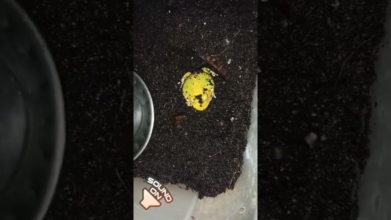Albino Pacman Frog...😍🔥