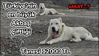 AKBAŞ ÜRETİM ÇİFTLİĞİ FİYATI ŞOK EDİCİ 12000TL!