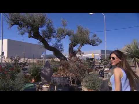 Een boom van 10.000 euro | Yolanthe