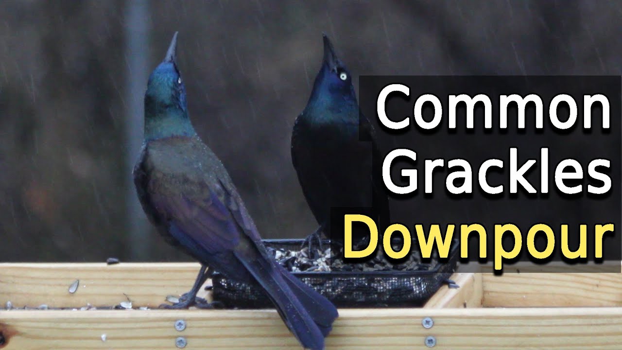 Common Grackles eating in a downpour YouTube