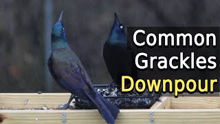 Common Grackles eating in a downpour