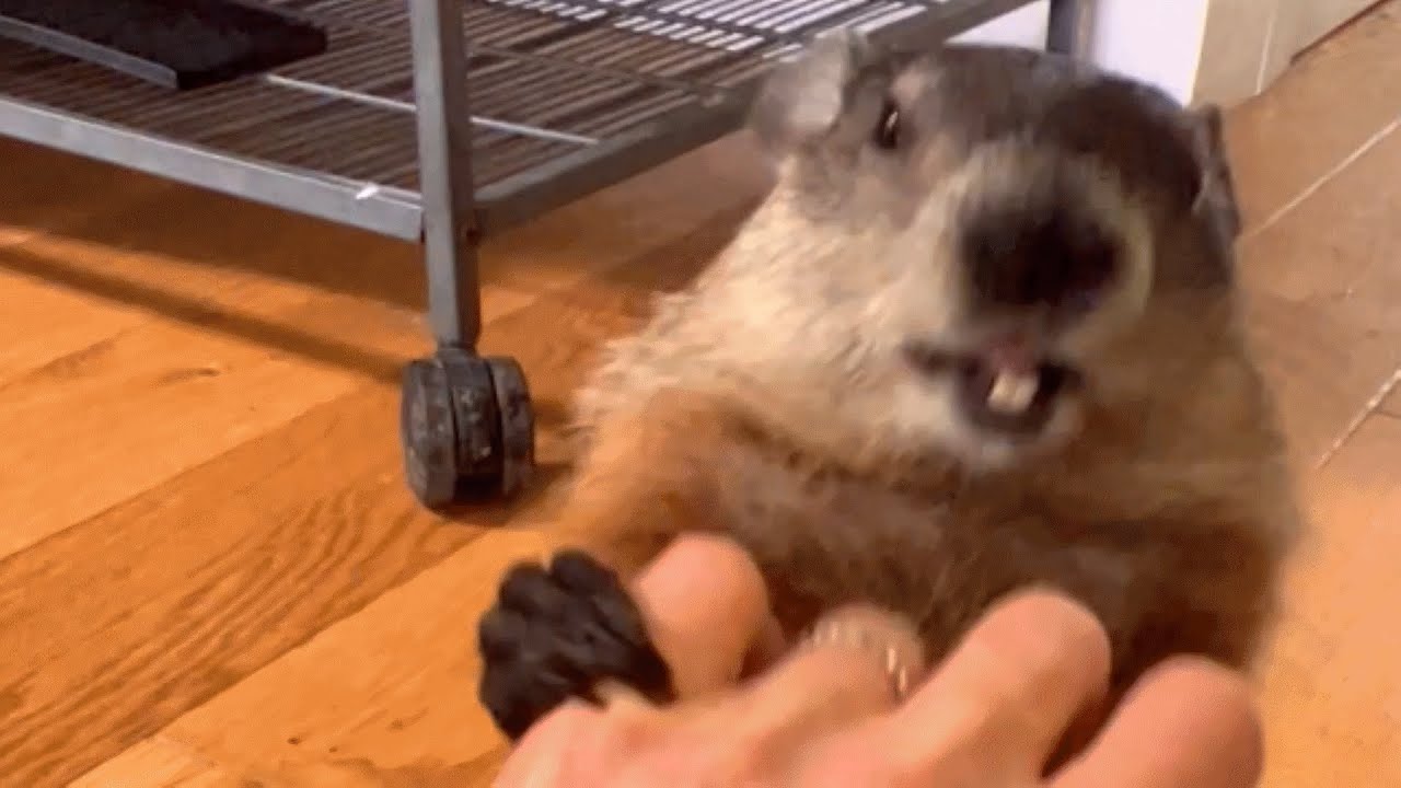 How Can I Make A Groundhog A Pet