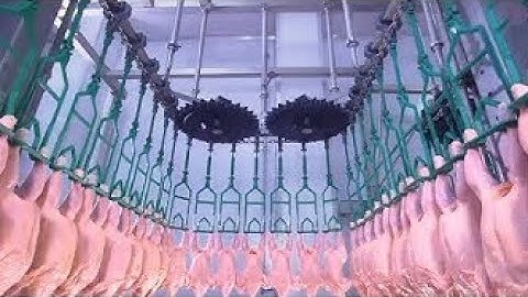 Fast Extreme Modern Chicken Processing Line, Amazing Food Processing Machines | Machine Systems 2020