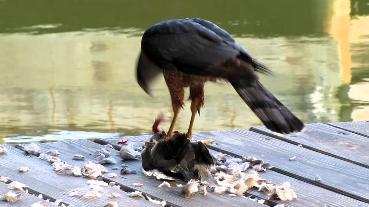 Coopers Hawk eating a dove.MOV YouTube