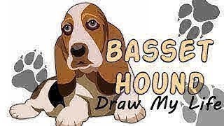Draw My Life   Basset Hound