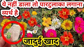 PORTULACA में ये नहीं डाला तो पारटुलाका लगाना व्यर्थ है. Portulaca plant care.Moss rose plant care.