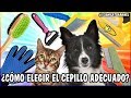 Guía Completa De Cepillos Y Peines Para Mascotas (Gatos y Perros) - SiamCatChannel