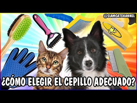 Video: Peines para mascotas que también cortan el cabello