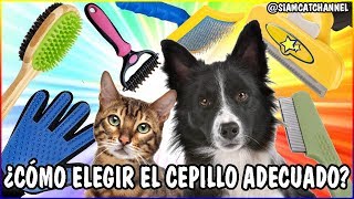 Guía Completa De Cepillos Y Peines Para Mascotas (Gatos y Perros)  SiamCatChannel