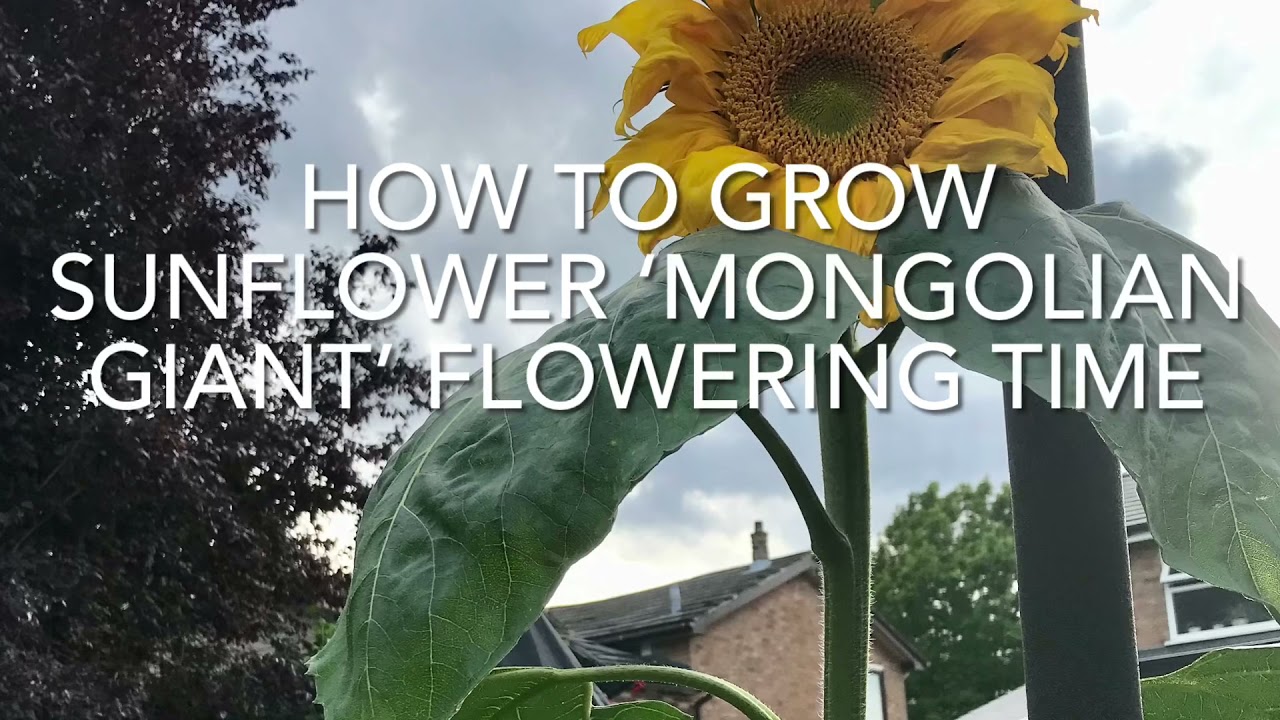 How To Grow Sunflower ‘Mongolian Giant’ Flowering Time, Growing