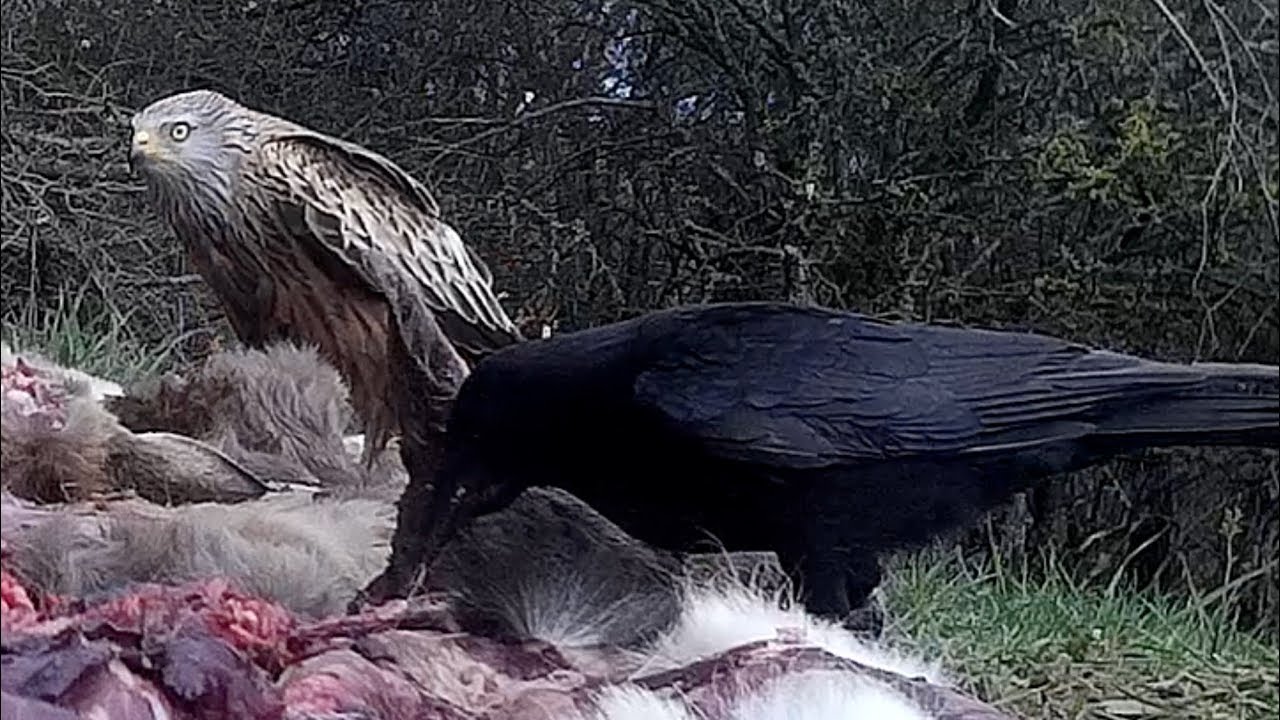 games people play Red kite eats carrion. Rotmilan frißt Aas.