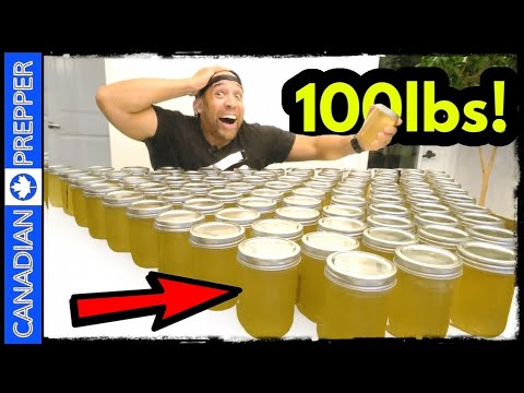 How Much Honey From One Bee Hive?