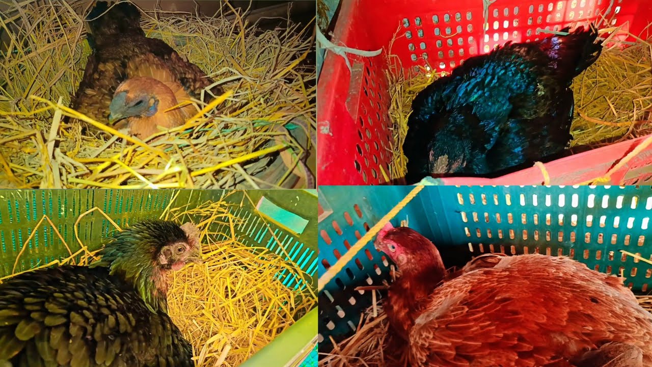 4 female अंडा में बैठी है ||murgi palan video ||farming video #farming #murgi #aasil farming #skfarm