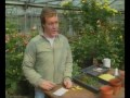 Rose breeding in Northern Ireland
