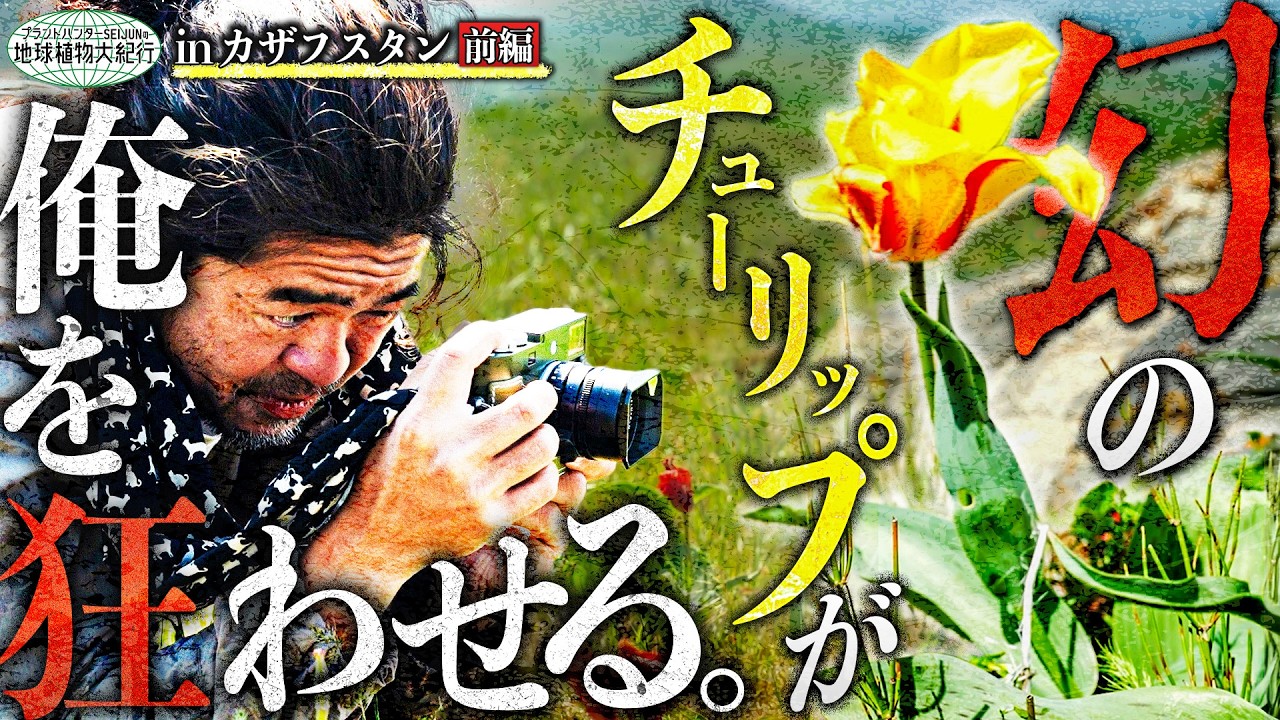 人々を狂わした花！？】野生のチューリップを追っていざカザフスタンへ