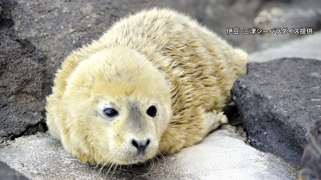 沼津の水族館でゴマフアザラシの赤ちゃん誕生 伊豆 三津シーパラダイス Youtube